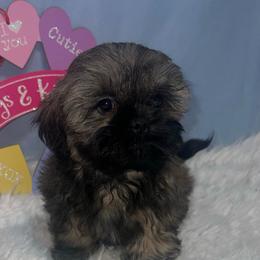 Dirk - Silver gold and white male Shih Tzu puppy in Tenino, Washington from Fantasy Realm Shih Tzus