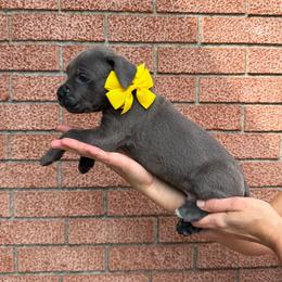Boy 3 - Gray brindle male Cane Corso puppy in Highland, Illinois from C&I Elite Cane Corso