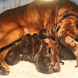 Puppy 4 - Fawn male Boxer puppy in Perry, Michigan from Boxer Boulevard