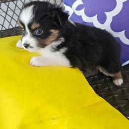 Girl 1 - Black tri female Toy Australian Shepherd puppy in Missouri from MadCat Toy Aussies