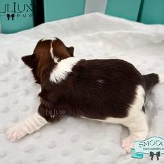 Morkie and Shorkie Puppies from Lil Luxe Pups