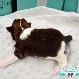 Morkie and Shorkie Puppies from Lil Luxe Pups