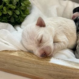 Miniature Schnauzer Puppies from Bar W Schnauzers
