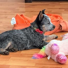 Australian Cattle Dog Puppies from Buffalo Valley AKC Austrlian cattle dogs