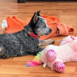 Australian Cattle Dog Puppies from Buffalo Valley AKC Austrlian cattle dogs