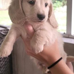 Dachshund Puppies from Buckwild Doxies