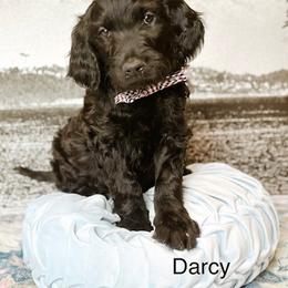 Darcy - Black male Goldendoodle puppy in Pasco, Washington from Camp Doodle Woods