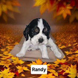 Randy - Cocker Spaniel puppy from Swift Creek Cocker Spaniels