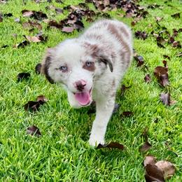 Caspian - Red merle male Miniature Australian Shepherd puppy in California from Eagle River Aussies