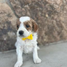 Yellow - Parti male Goldendoodle puppy in Casper, Wyoming from 307 Doodles
