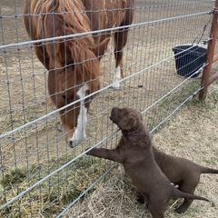 Chesapeake Bay Retriever Puppies from KBar Chesapeakes