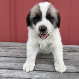 Boy 1 Ace white collar - White male Anatolian Pyrenees puppy in Clifton, Illinois from Mcginnis Guardian Dogs