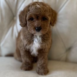 Ozzie - Red  male Goldendoodle puppy in Kansas City, Kansas from Bella & Ivy’s Mini Goldendoodles of KC