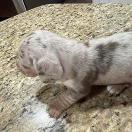 Dachshund Puppies from Finleys Babies