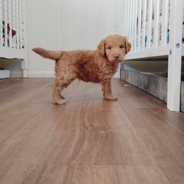Aussiedoodle, Goldendoodle, and Labradoodle Puppies from Loving Doodle