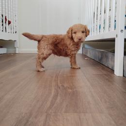 Aussiedoodle, Goldendoodle, and Labradoodle Puppies from Loving Doodle