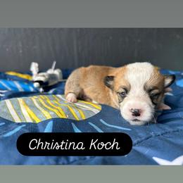 Girl 1 - Red and white female American Corgi puppy in Cocoa, Florida from Cascadian Space Coast Corgis LLC