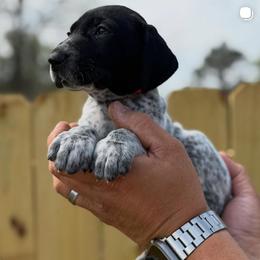 Rose red collar - Black roan female German Shorthaired Pointer puppy in Six Mile, South Carolina from The Proper Pointer Co.