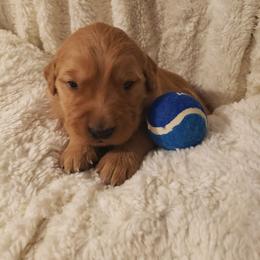 Spur - Golden male Golden Retriever puppy in Skull Valley, Arizona from TC's Golden Ranch