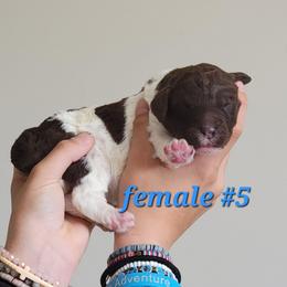 Girl 5 - female Newfypoo puppy in Shelby, Alabama from New Life Family Farm