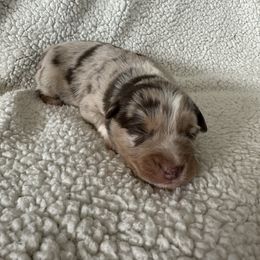 Australian Shepherd puppies from Lakeway Farms