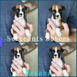 Banana - Fawn male Boxer puppy in Madisonville, Texas from Sergeant's Boxers
