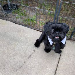 Shih Tzu All Grown Up from Jamie Serigny's Shih Tzus