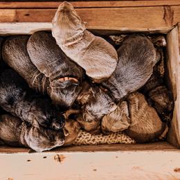 Dilute Retriever Puppies from Weathervane Labs
