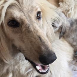 Afghan Hounds from Summerbrook Afghans