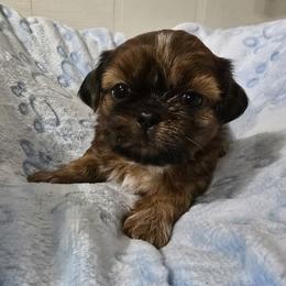 Lily's Male - Red and white male Shih Tzu puppy in Oakville, Washington from Garrard Creek Shih Tzus