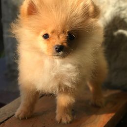 Pomeranian Puppies from Pommies of LA