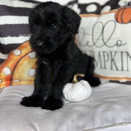 Giant Schnauzer and Miniature Schnauzer Puppies from Hillside Kennels