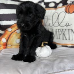 Giant Schnauzer and Miniature Schnauzer Puppies from Hillside Kennels