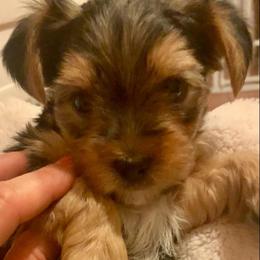 Boy standard 1 - Blue and gold male Yorkshire Terrier puppy in Willow Grove, Pennsylvania from Willow Grove Yorkie