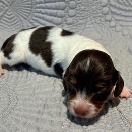 Jolene - Piebald female Dachshund puppy in Dobson, North Carolina from Oakleys Dachshund Haven