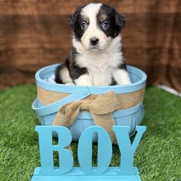 Boy 6 - Black tri-color male Australian Shepherd puppy in Crystal River, Florida from Copper Top Aussies