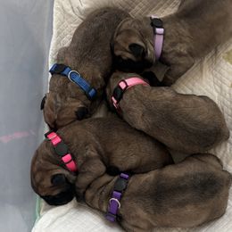 Bullmastiff puppies from Jenkins Family Bullmastiffs