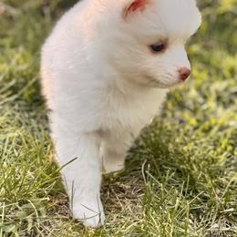 Pomsky Puppies from Blue Heaven Pomsky
