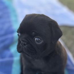 Pug Puppies from Jacobson’s Sassy Pugs