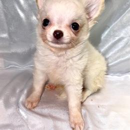 Cora - Cream and white female Chihuahua puppy in Palmyra, Indiana from Country Star Chihuahuas