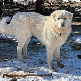 Noctis - Colorado Mountain Dog