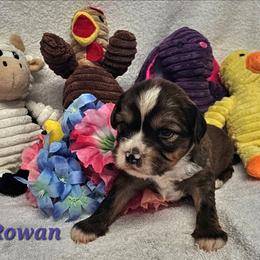 Rowan - Sable male Tibetan Terrier puppy in Dorena, Oregon from Angel Tibetans Of Oregon