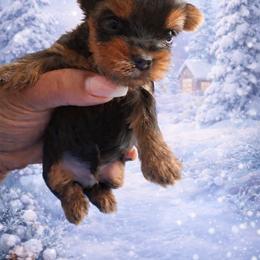 Teddy brown collar - Black and tan male Yorkshire Terrier puppy in Selden, New York from Alisha's Yorkshire Terriers