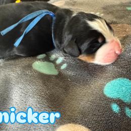 Snicker - Tri-color male Bernese Mountain Dog puppy in Ramona, California from Buendias Ranch Saint Bernards & Bernese Mountain Dogs
