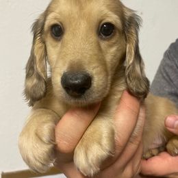 Dachshund Puppies from Hetu's Dachshunds