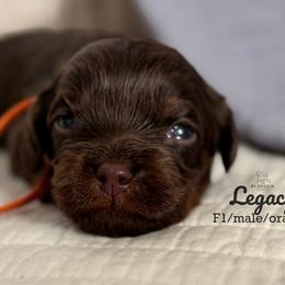 Legacy (chocolate phantom male) - Chocolate male Cavapoo puppy in Beckley, West Virginia from By Design Doodles
