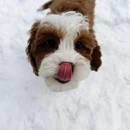 Ivy - Red female Cavapoo puppy in Wamego, Kansas from Doodles of Oz