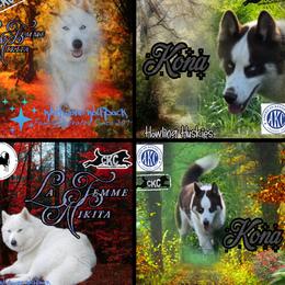 Siberian Husky puppies from Whitmore Wolfpack LLC
