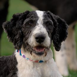 Clover - Sheepadoodle