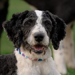 Clover - Sheepadoodle